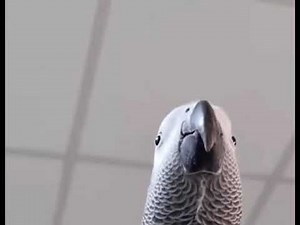 Bird making Samsung notification sound