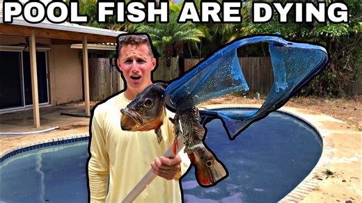 Rescue Mission for Dying Fish in an Abandoned Pool