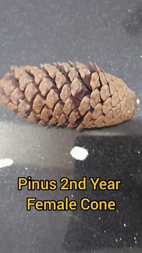 !Pinus! Tree and Reproductive Structures!!