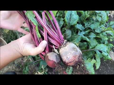 Harvesting and Freezing Beets From Your Garden