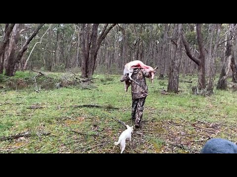 Fallow deer hunting Australia | Smoked venison rib recipe | The complete hunt | DELTS