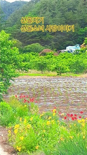 산골지기 농장엔 산골소녀 사랑이야기