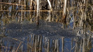 Frog, Frogs, Amphibian, Water