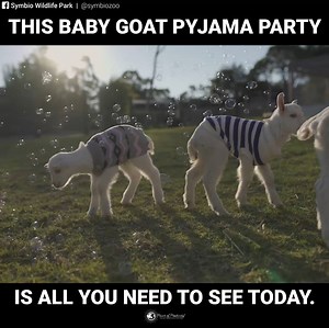 742K views · 7.6K reactions | Baby goats in pyjamas and playing with bubbles....My life is now complete  | Power of Positivity | Facebook