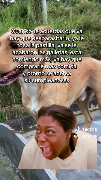 Divertidos Memes de Perritos: Gastón en Acción
