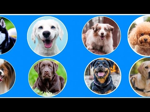 Top 30 Most Beautiful Dogs in the World | Stunning Dog Photo Slideshow