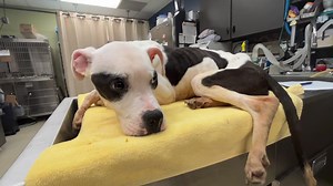 1.1M views · 87K reactions | This tiny, near lifeless dog, caked in...