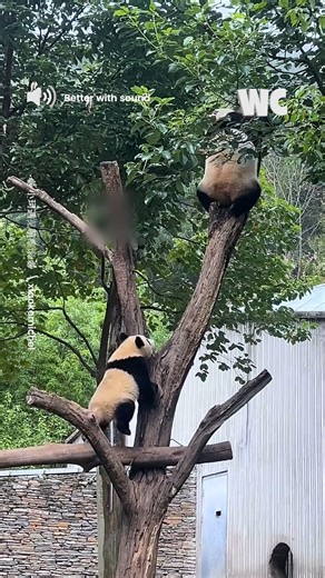 18K views · 165 reactions | Panda Falling From The Tree #panda | Watercooler | Facebook