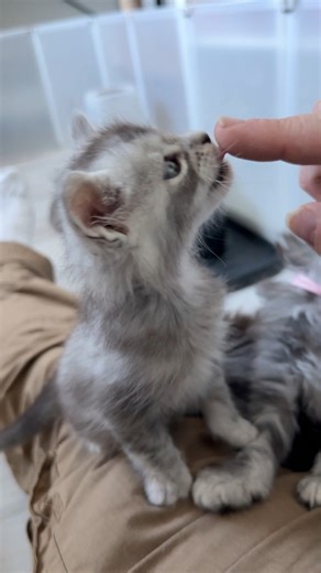 Le choix a été difficile… long, hésitant… Mais ça y est, notre fille Alanna a choisit qui serait l’élu de son cœur… Je vous présente Aoshina d’Oté Ti’coon, alors petit gris ou petit gueulard 😁 C’était le coup de cœur dés la naissance. Juste parce qu’il avait les oreilles toutes argentées, ce qui n’était pas le cas des autres… et puis elle a aussi flashé sur le petit rouge… petit gris, petit rouge… tout les deux mignons, câlins, joueurs et dégourdis… elle a finalement décidé de faire confiance à