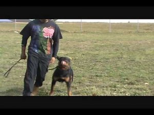 Rottweiler Training