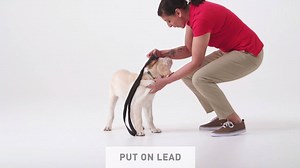 Teaching your puppy to come when called is an essential part of obedience training. Check out this helpful training video from Royal Canin Australia and New Zealand to help you teach your puppy to come. #royalcanin #SEDA #SeeingEyeDogsAustralia #trainingtips #rewardincredible | Seeing Eye Dogs