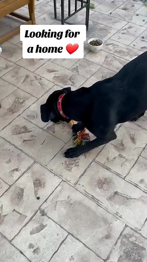 Ammochostos dog rescuers on TikTok