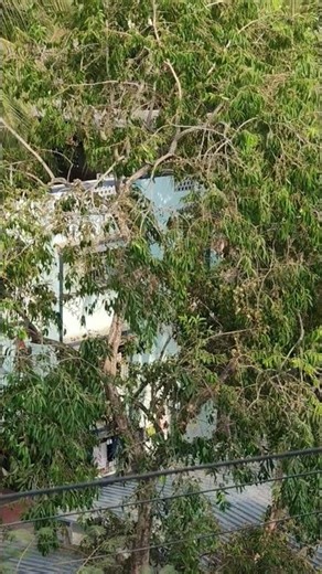 Jamun Tree (Syzygium cumini) Ready for Fruits