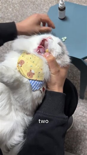 catrescuemks 🇲🇨 on Instagram: "Kasian kucingnya 😞"