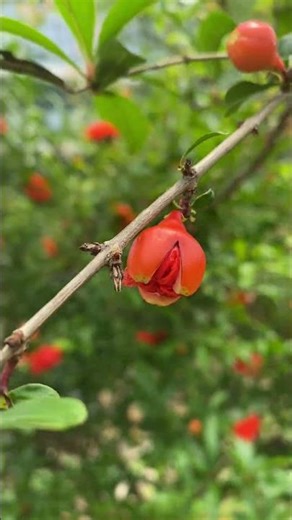 这是什么花？有人知道吗？What kind of flower is this? Does anyone know?