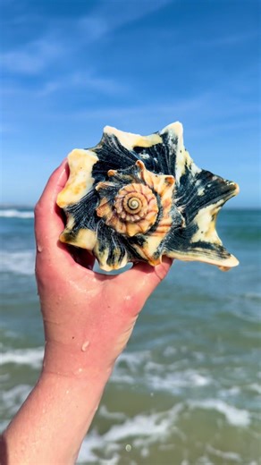 The calico color of this knobbed whelk are PERFECTION! Time for her moment in the spotlight😍🐚 #knobbedwhelk #ocean #beach #shelling #OBX