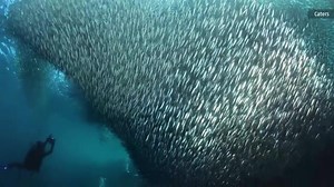 173K views · 2.7K reactions | It's almost like he's about to be swallowed up by a wave of fish... (Hat tip to Caters News Agency for the adventure photos) | The Weather Channel | Facebook