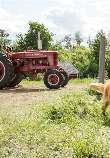 DOG'S PURPOSE, A Trailer (2017)