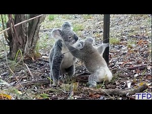 Life is tough for the baby koala and mom in the wild. Mother's Love compilations. So emotional!