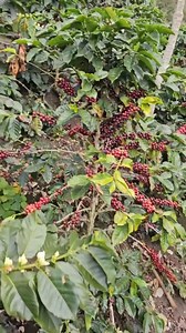 Jenis kopi Arabika Ateng super 😊 #kopi #caffe #cafe #cope #gardening #foryou | Relanda Pratama Putra