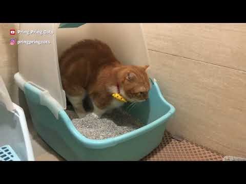Furry Orange defecates | Pring Pring Cats #pringpringcats #毛昕 #毛馨