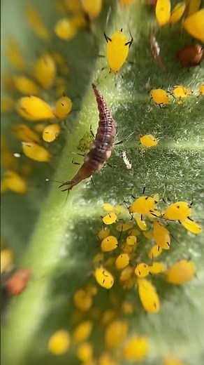Lacewing larva snacks on aphids
