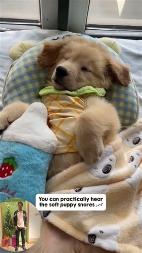 couple dog play and sleep shorts #dogs #play