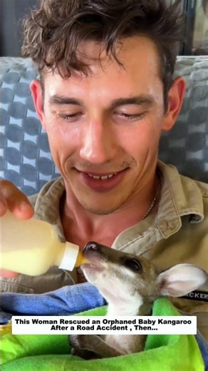 This Woman Gave an Orphaned Baby Kangaroo a Second Chance.