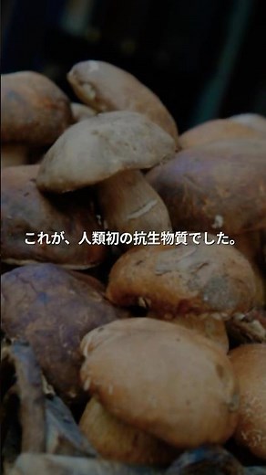 キノコが薬？驚きの抗生物質の秘密