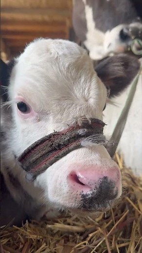 The calf sleep #cow #sleep #calf #village #wow #farming