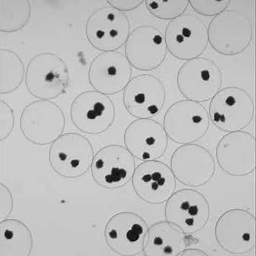 Cultivation of S cerevisiae in Core Shell Microcapsules