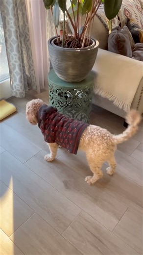 Mini goldendoodle vs Roomba 😳￼