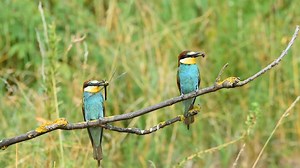 Bee-eaters, a colorful and charismatic group of birds known for their acrobatics and bright plumage. Bee-eaters specialize in eating stinging insects like bees, wasps, and hornets. Before eating, they remove the sting by repeatedly hitting the insect against a perch and squeezing out the venom. These birds have stunning multicolored feathers—vivid blues, greens, yellows, and chestnut. Their feathers are often iridescent, shimmering in sunlight. #bird #birds #natgeoyourshot #bbcearth #birdsonplan