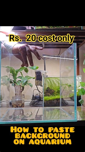 how to add background on aquariums in cheap #aquarium #ytshorts #aquascape #fishtank #diyprojects