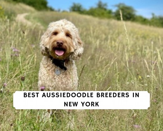 7 Best Aussiedoodle Breeders in New York! - We Love Doodles