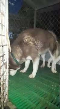 perros apareandose / perros pegados