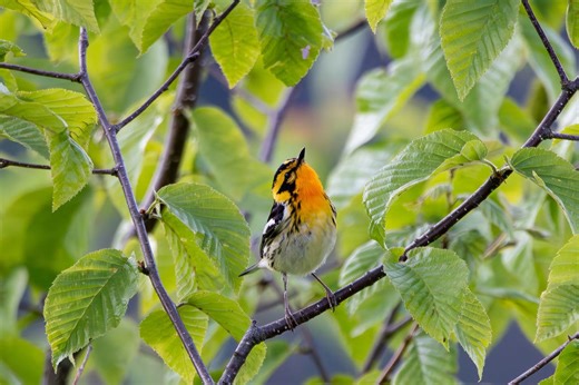 Michigan expected to see heavy bird traffic tonight, Sept. 29. See the migration map