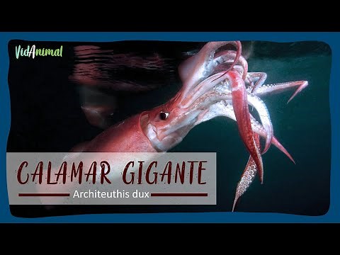 TODO sobre el CALAMAR GIGANTE