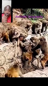 96K views · 404 reactions | Wildlife activities #wildlifegeography | Animals Geography | Facebook