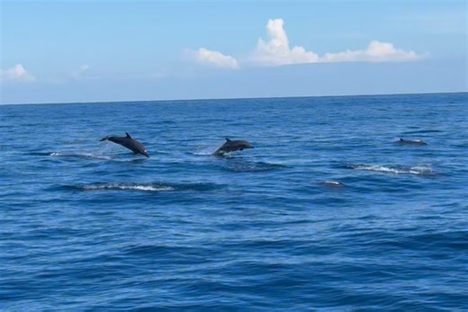 Sailing Catalpa on Reels