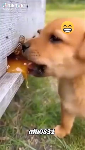 vizzy (@vizzy38)’s videos with original sound - vizzy