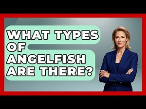 What Types Of Angelfish Are There? - The Marine Life Explorer