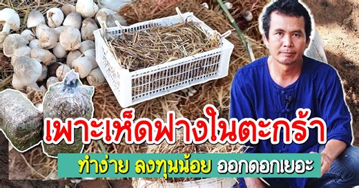 821K views · 10K reactions | คำภีร์เกษตร ตอน การเพาะเห็ดฟางในตะกร้า...