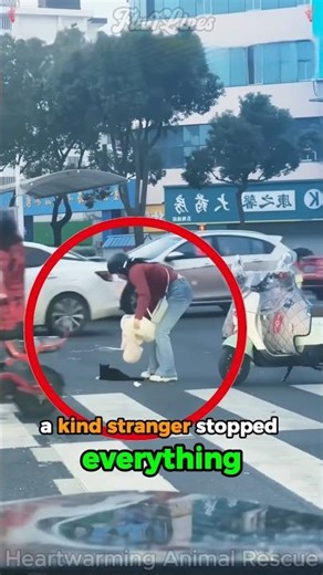 Kitten hit by car couldn't move until rescuer gave her a chance #cat #rescue #hope