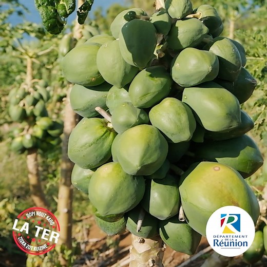 148K views · 4K reactions | Eric a planté des graines de papaye de sa grand-mère et depuis il en a des champs et des champs ! ‍ Ecoutez son histoire avec Daniel et Alice dans Epicurien à table samedi à 12h10  Eat magazine 974 | Réunion la 1ère | Facebook