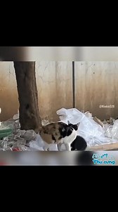 567K views · 22K reactions | Trêu chó kiểu gì mà để nó ghét không cho con nó chơi cùng vậy nè藍藍藍 #độngthucung #pet #cat #dog #chó #mèo | Động Thú Cưng | Facebook