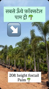 96K views · 2.7K reactions | India’s Best Foxtail Palm Trees ...