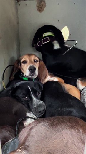 Beagles Exhausted After a Morning of Rabbit Running