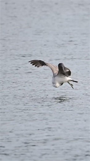 カモメの狩りのスタイル #birds #捕食シーン #wildlife #富津 #nature