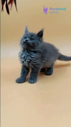 Adopt Hloya: The Blue Maine Coon Kitten 🐾 Gentle Giant with Lynx Tips! #MaineCoon